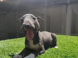 Bull Terrier perros Bull Terrier negrita - Anuncio 1