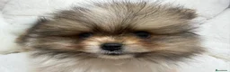 Pomerania perros en venta: POMERANIA - Anuncio 10