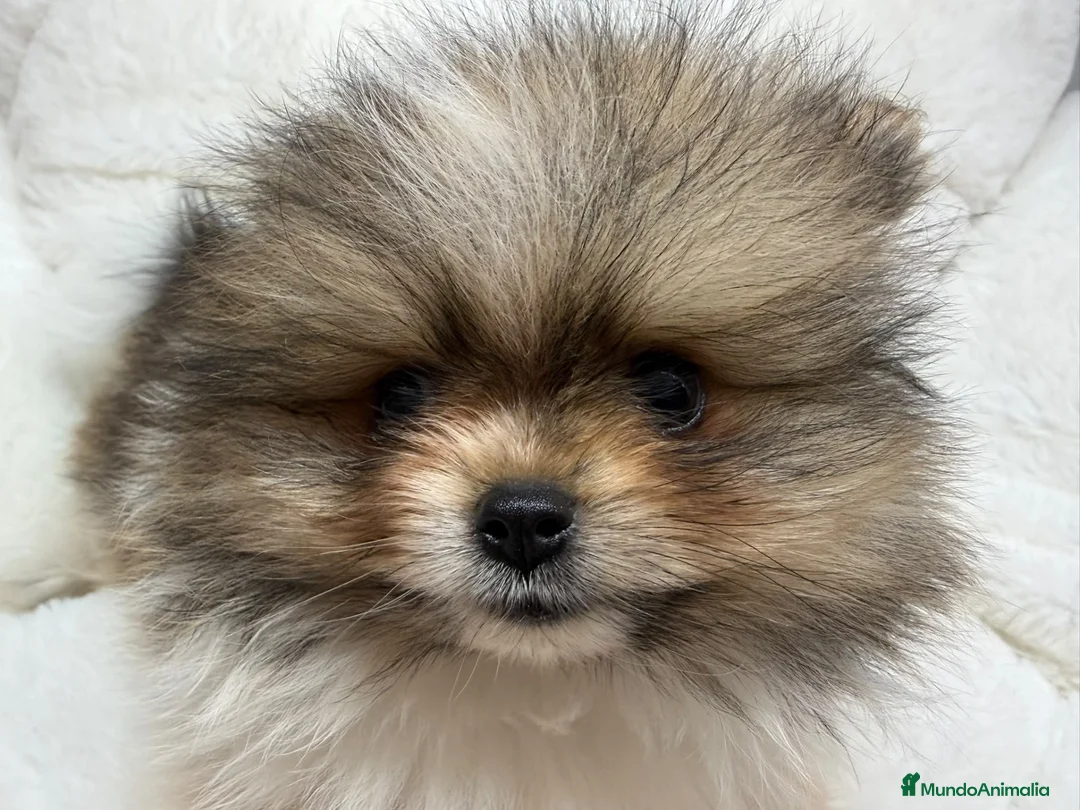 Pomerania perros en venta: POMERANIA - Anuncio 10