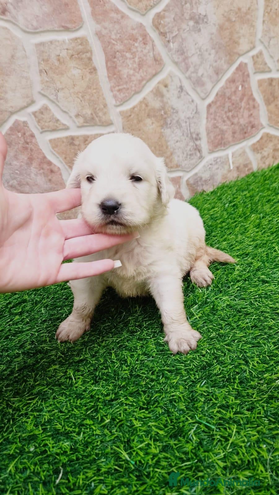 Golden Retriever perros Golden Retriever  - Anuncio 10