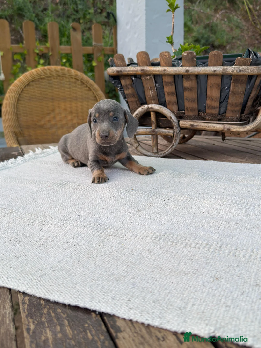 Teckel Miniatura perros en venta: Teckel kanichen hembra Blue disponible  - Anuncio 1