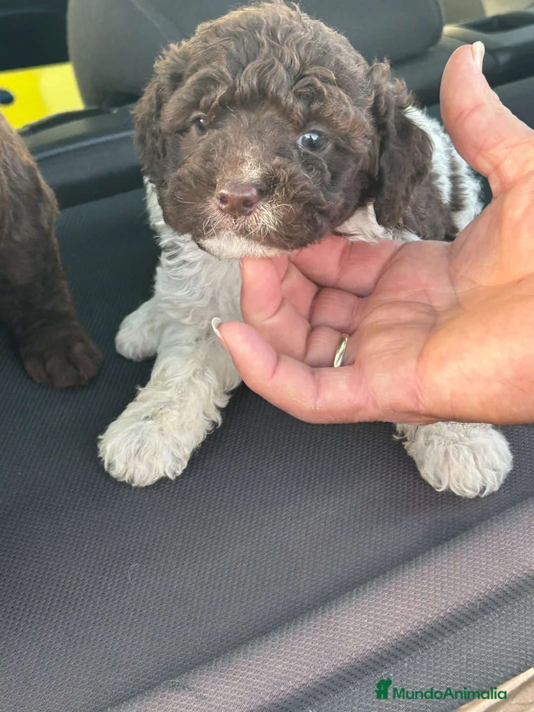 Perro de Agua Español perros en venta: Perros de agua Máxima calidad Espectaculares - Anuncio 2