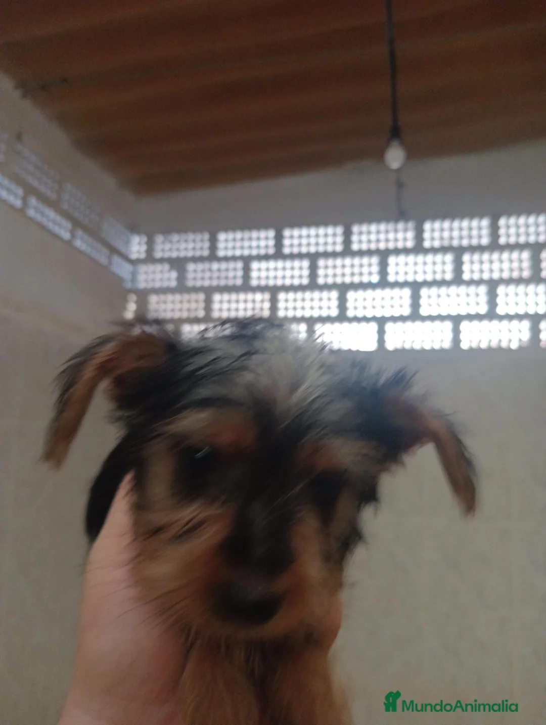 Yorkshire Terrier perros en venta: Yorkshire toy - Anuncio 1
