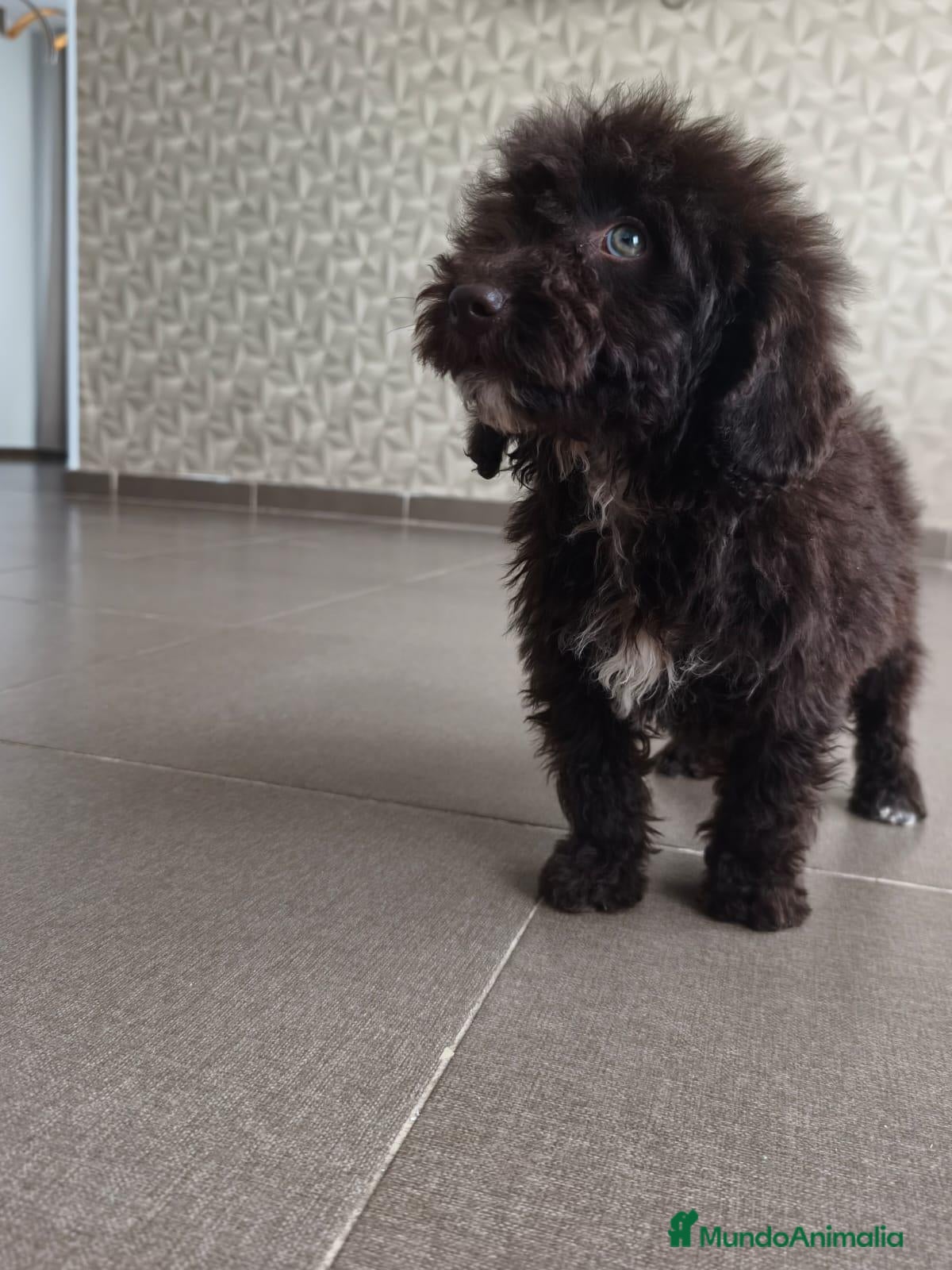 Perro de Agua Español perros CACHORRO PDA CHOCOLATE  - Anuncio 1