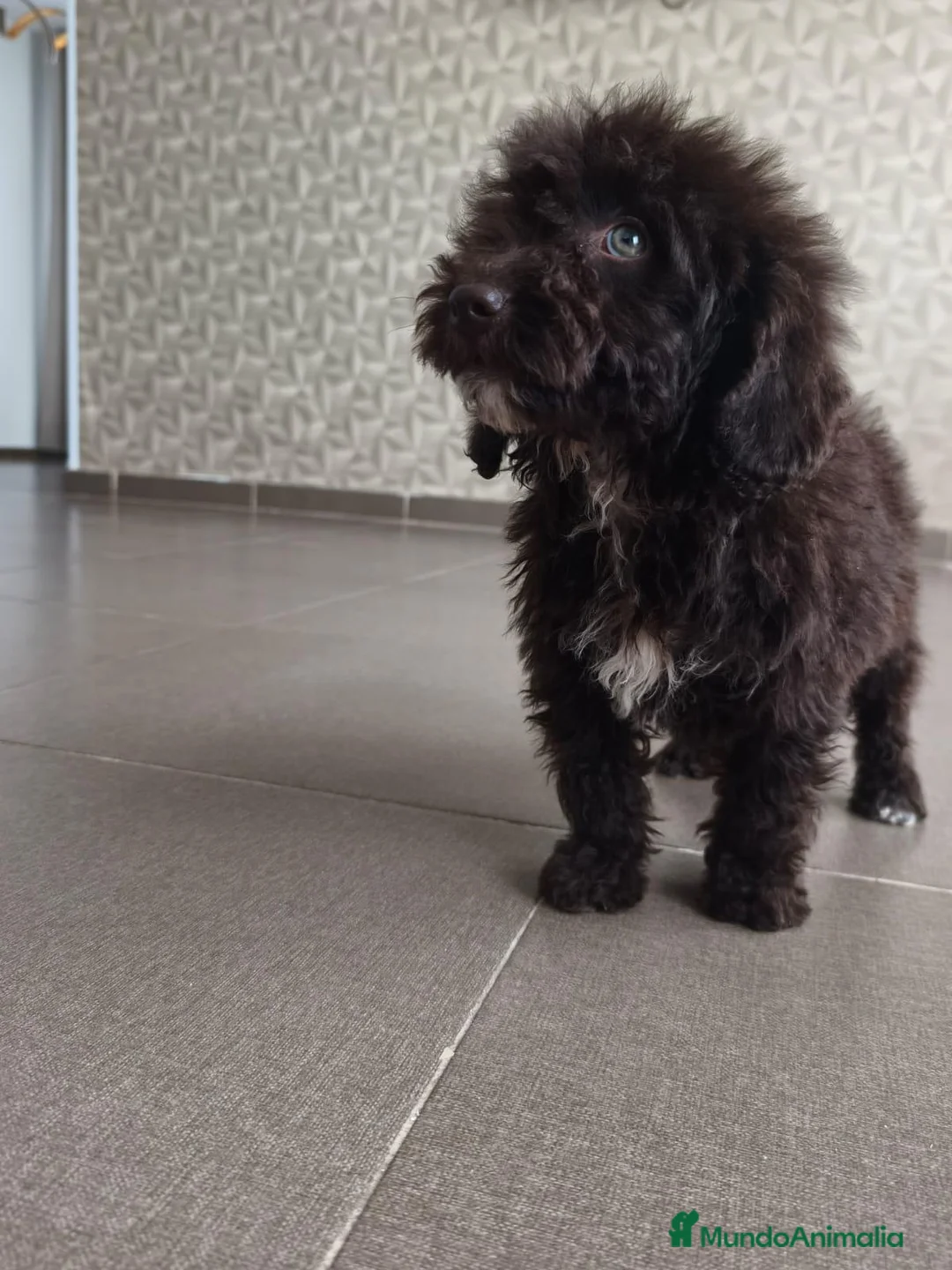 Perro de Agua Español perros en venta: CACHORRO PDA CHOCOLATE  en Zaragoza - Anuncio 1