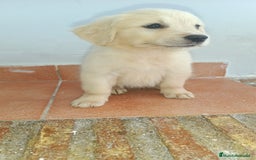 Golden Retriever perros en venta: Golden Retriever  - Imagen 3