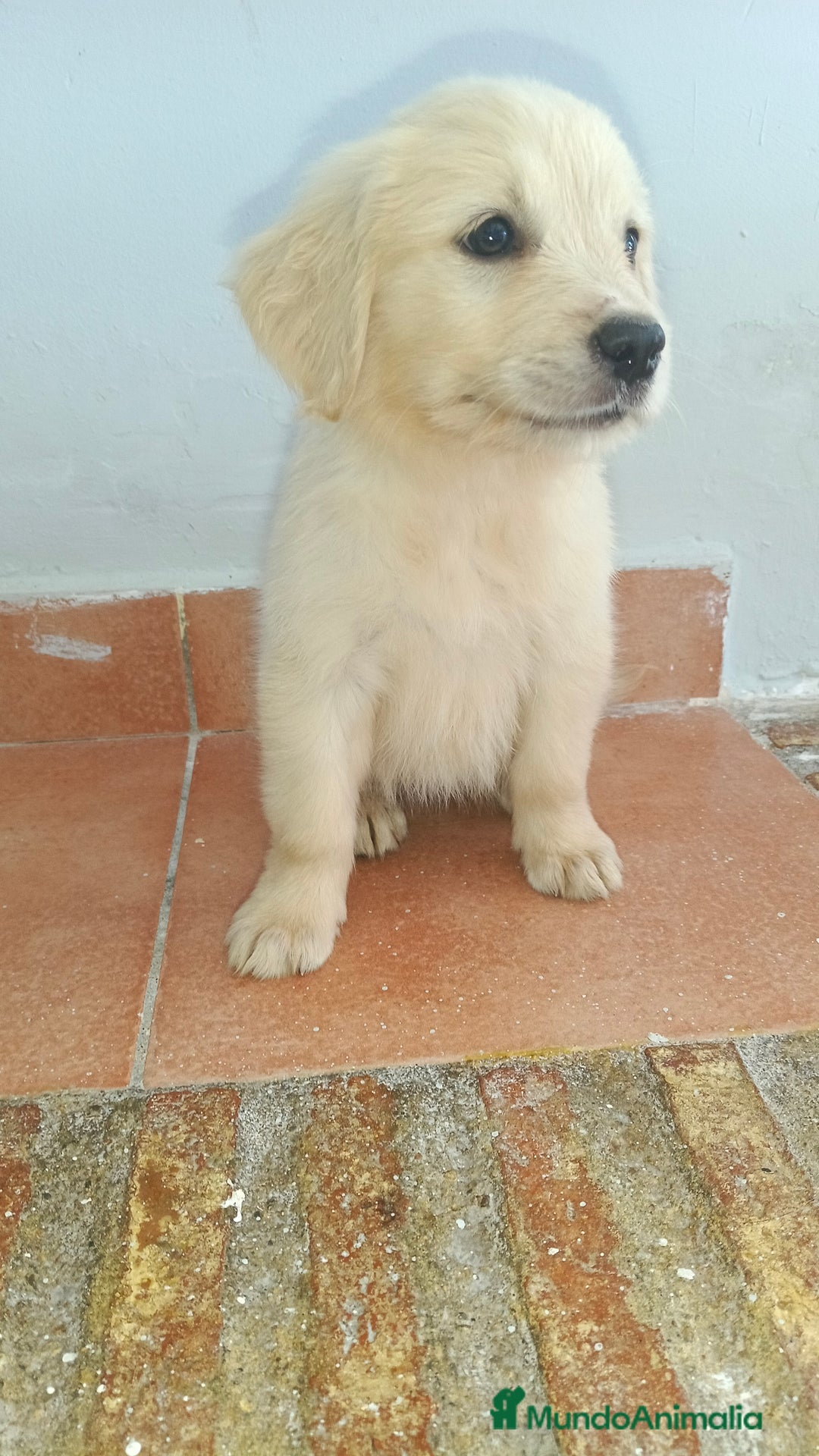 Golden Retriever perros en venta: Golden Retriever  - Imagen 3