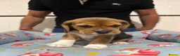 Beagle perros en venta: Cachorros beagle tricolor - Anuncio 9