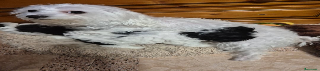 Raza Mixta Cachorro 1