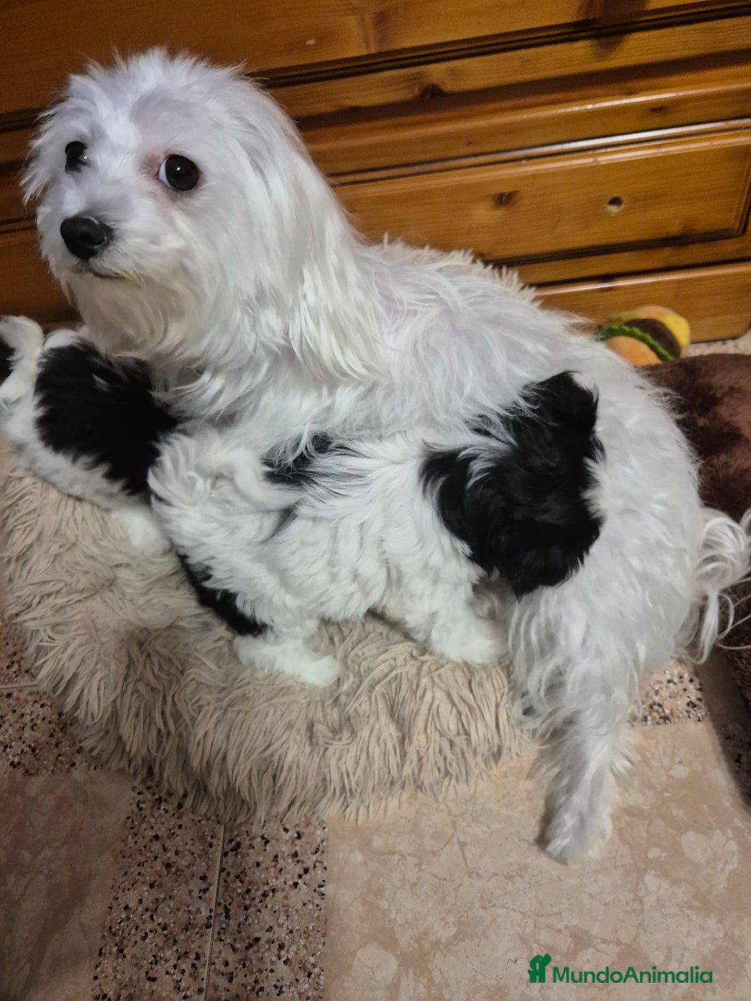 Raza Mixta perros en venta: Perrita mezcla bichon maltes con shih tzu - Imagen 3