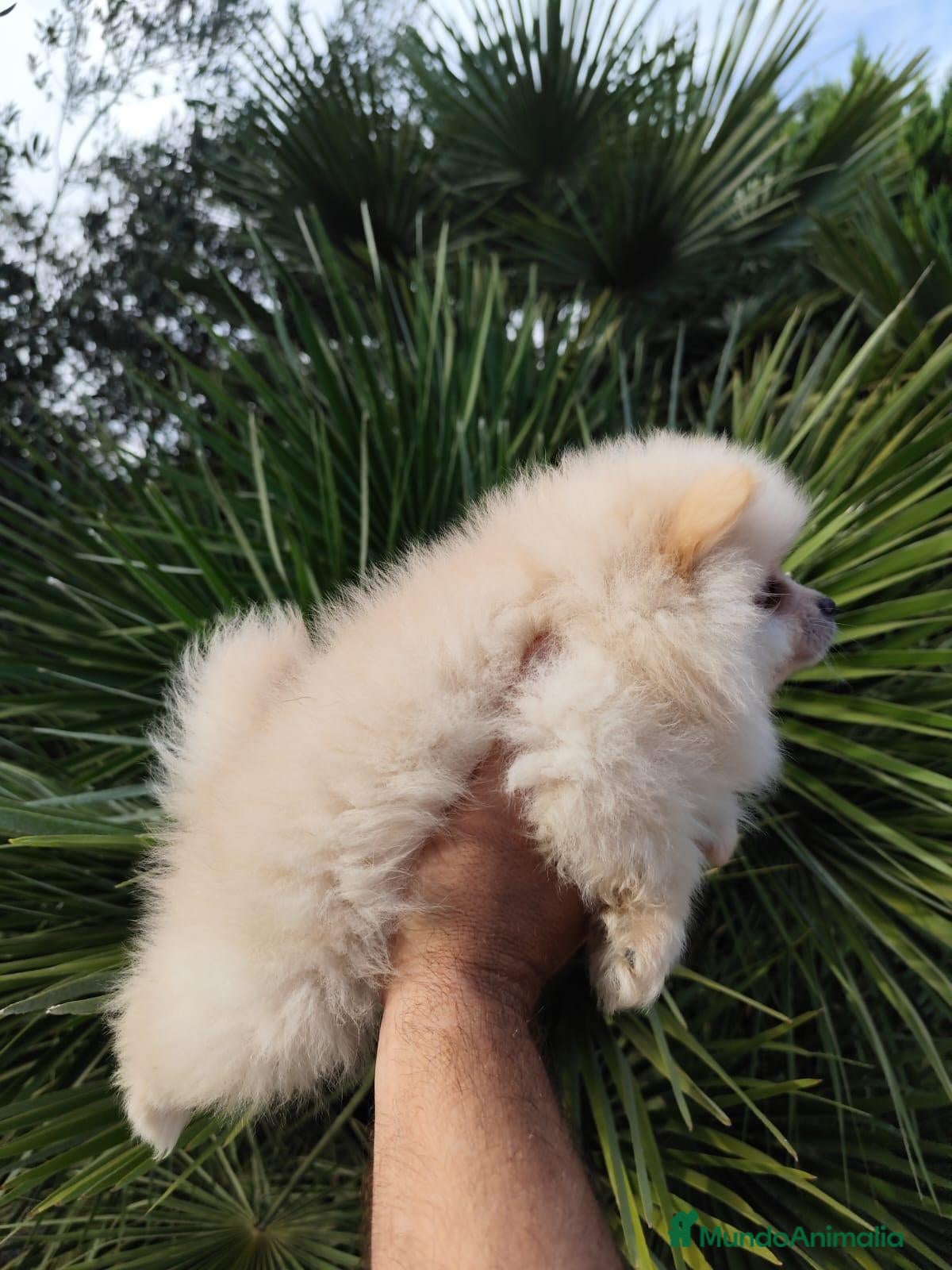 Pomerania perros Macho y hembra de lulu de pomerania  - Anuncio 2