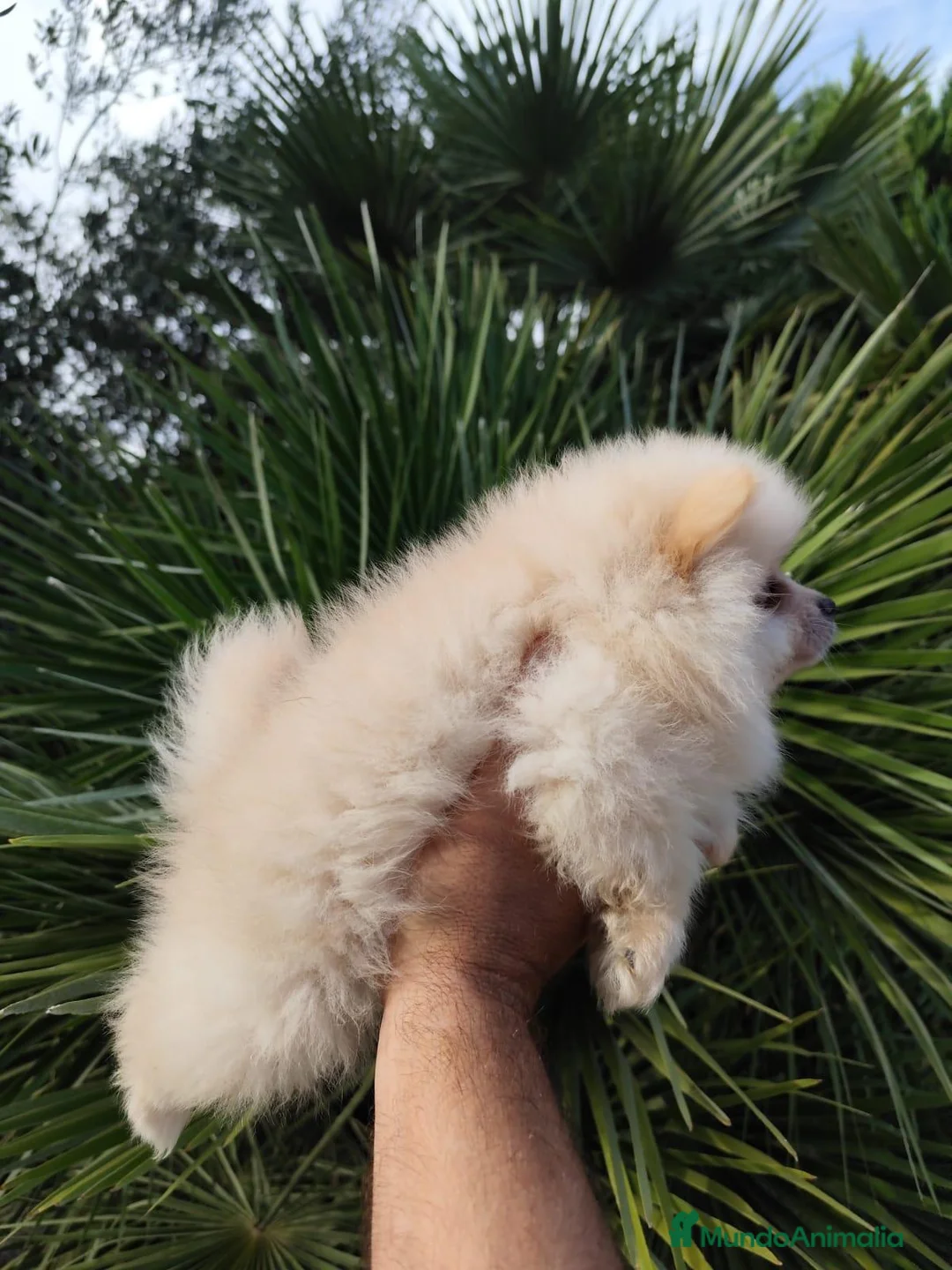 Pomerania perros en venta: Macho y hembra de lulu de pomerania  - Anuncio 1