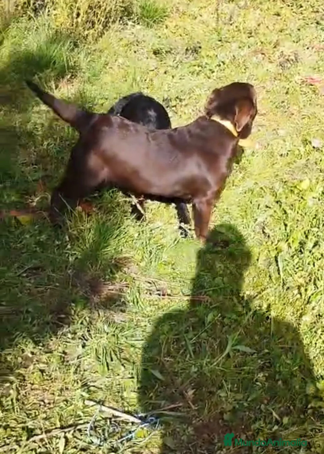 Labrador Retriever perros en venta: Labrador retriever - Anuncio 2