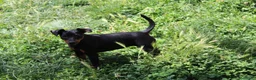 Pinscher Miniatura perros en venta: Pinscher miniatura hembra  - Anuncio 2