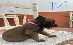 Pastor Belga Malinois perros en venta: Pastor belga malinoe  - Imagen 2