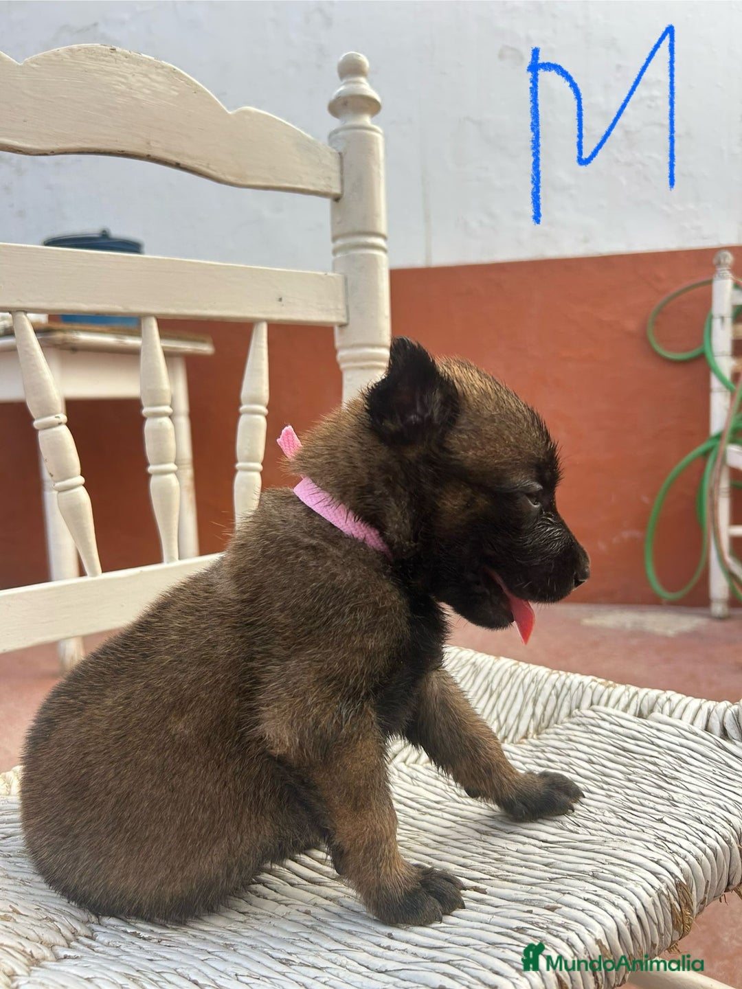 Pastor Belga Malinois perros en venta: Pastor belga malinoe  - Imagen 2