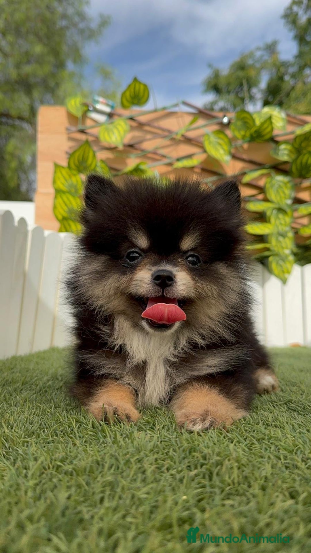 Pomerania perros en venta: POMERANIA HEMBRA LISTA PARA ENTREGAR - Imagen 6