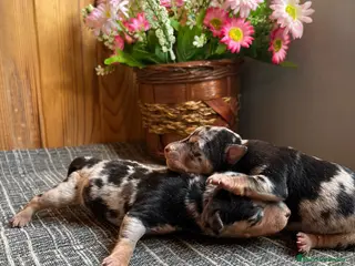 Pinscher Miniatura perros Cachorritos de Pinscher Miniatura - Anuncio 10