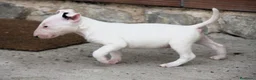 Bull Terrier perros en venta: Bull Terrier  - Anuncio 17