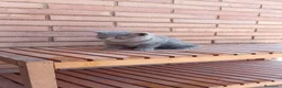 Británico de Pelo Corto Azul gatos en venta: Brithis - Anuncio 5