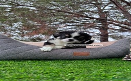 Chihuahua perros en venta: CHIHUAHUA PELO LARGO CRIA PROFESIONAL - Imagen 1