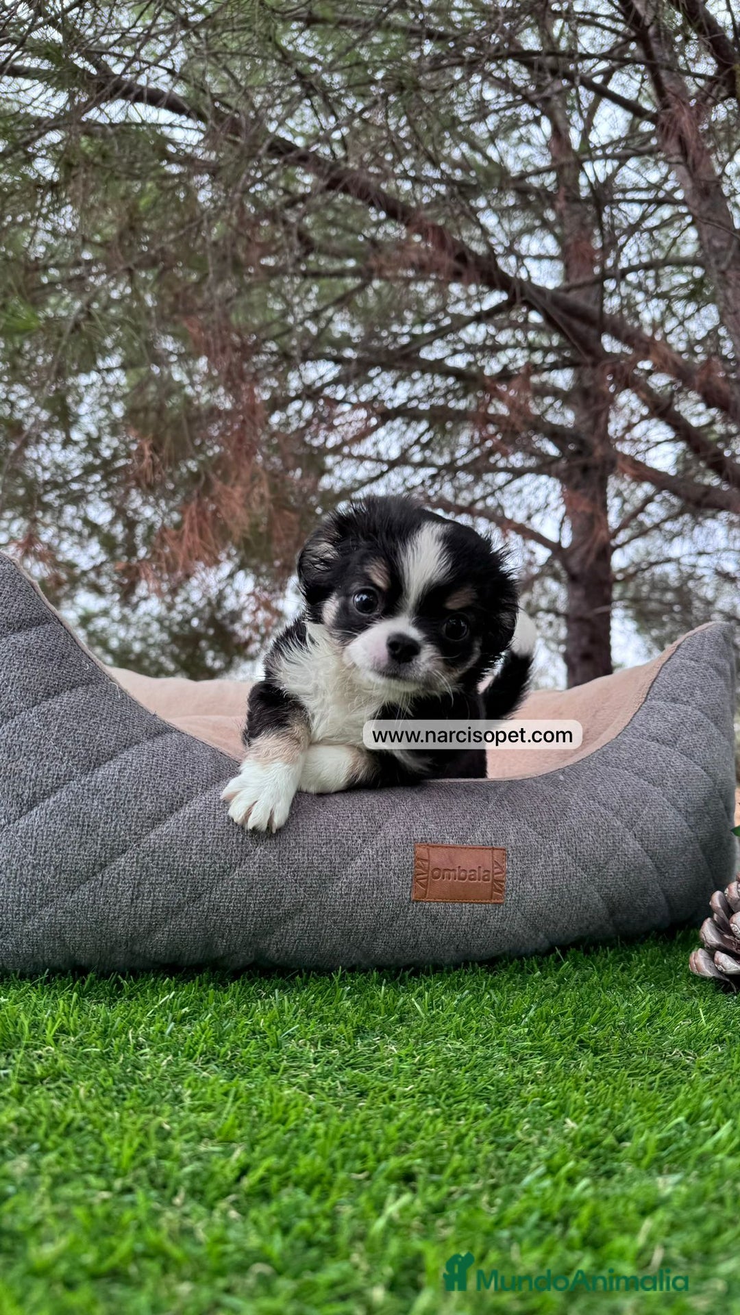 Chihuahua perros en venta: CHIHUAHUA PELO LARGO CRIA PROFESIONAL - Imagen 1