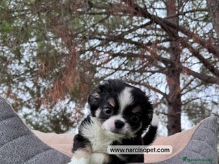 Chihuahua perros CHIHUAHUA PELO LARGO CRIA PROFESIONAL - Anuncio 2