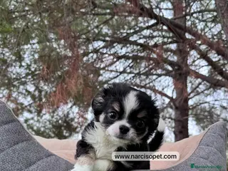 Chihuahua perros CHIHUAHUA PELO LARGO CRIA PROFESIONAL - Anuncio 19