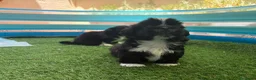 Shih Tzu perros en venta: Shih Tzu - Anuncio 4