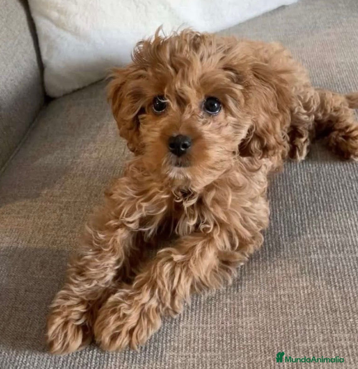 Caniche Toy perros Preciosos caniches disponibles 🐶🐾 - Anuncio 2