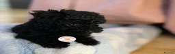 Caniche Toy perros en venta: Caniche Toy disponibles  - Anuncio 1