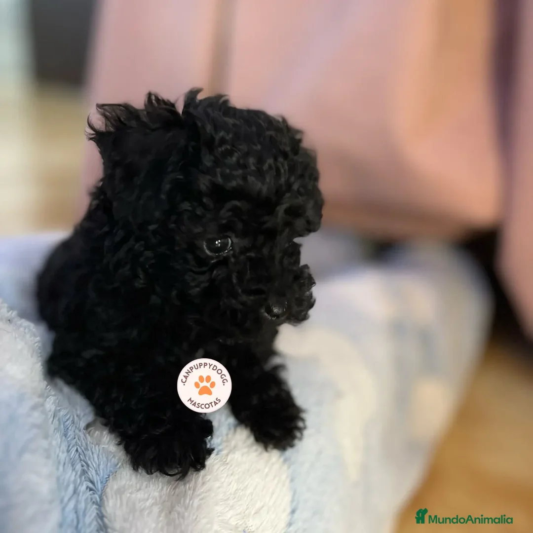 Caniche Toy perros en venta: Caniche Toy disponibles  - Anuncio 1