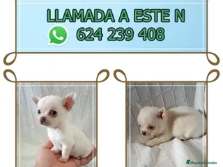 Chihuahua perros IMPRESIONANTE CHIHUAHUA LINEA TOY - Anuncio 1