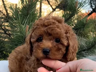 Caniche Toy perros en Lugo - Anuncio 15