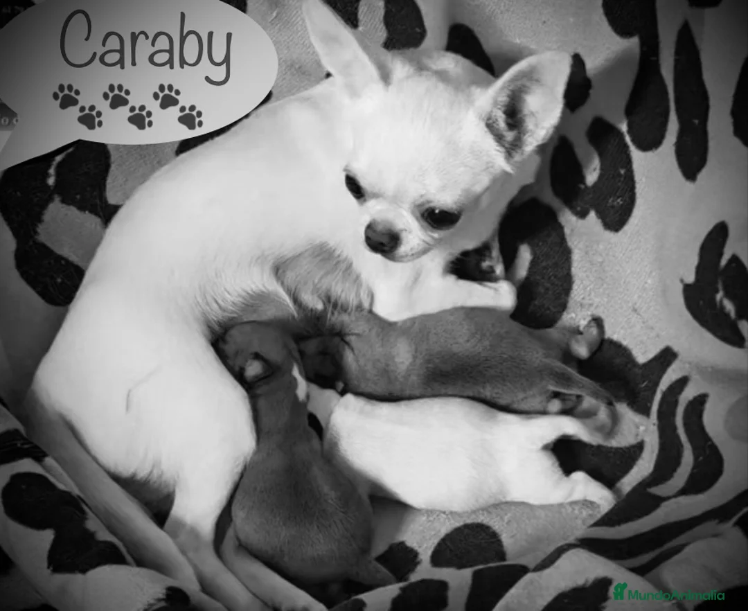 Chihuahua perros en venta: Caraby Chihuahuas en Benidorm  en Alicante - Anuncio 2