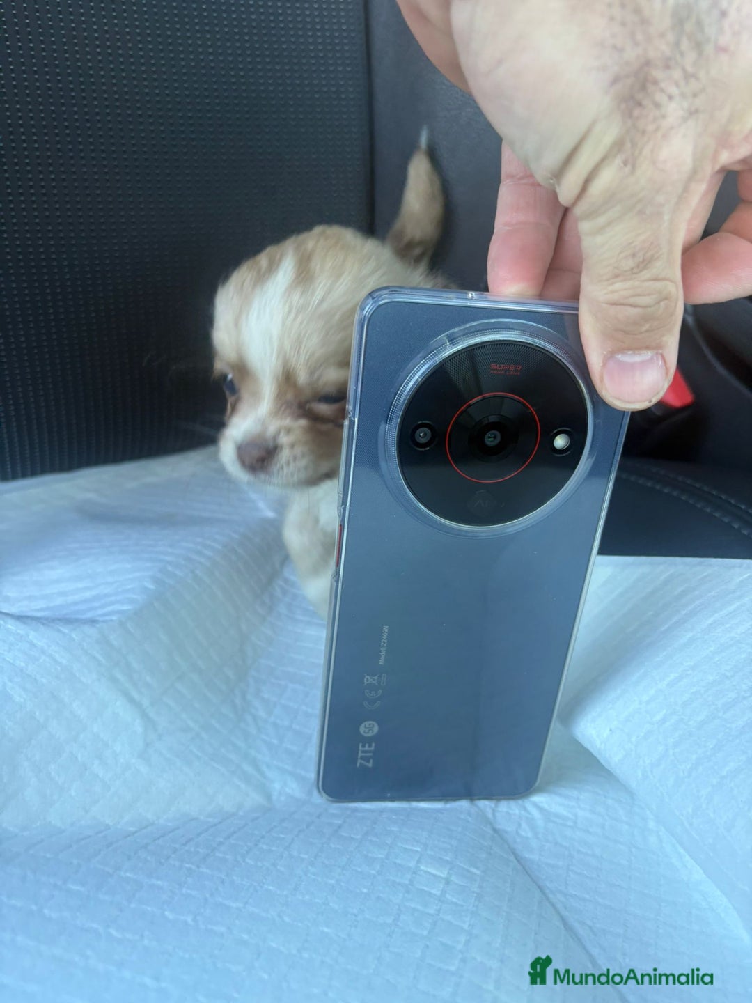 Chihuahua perros en venta: Chihuahua toy pelo largo hembra - Anuncio 8