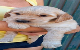 Golden Retriever perros en venta: Golden Retriever  - Imagen 3