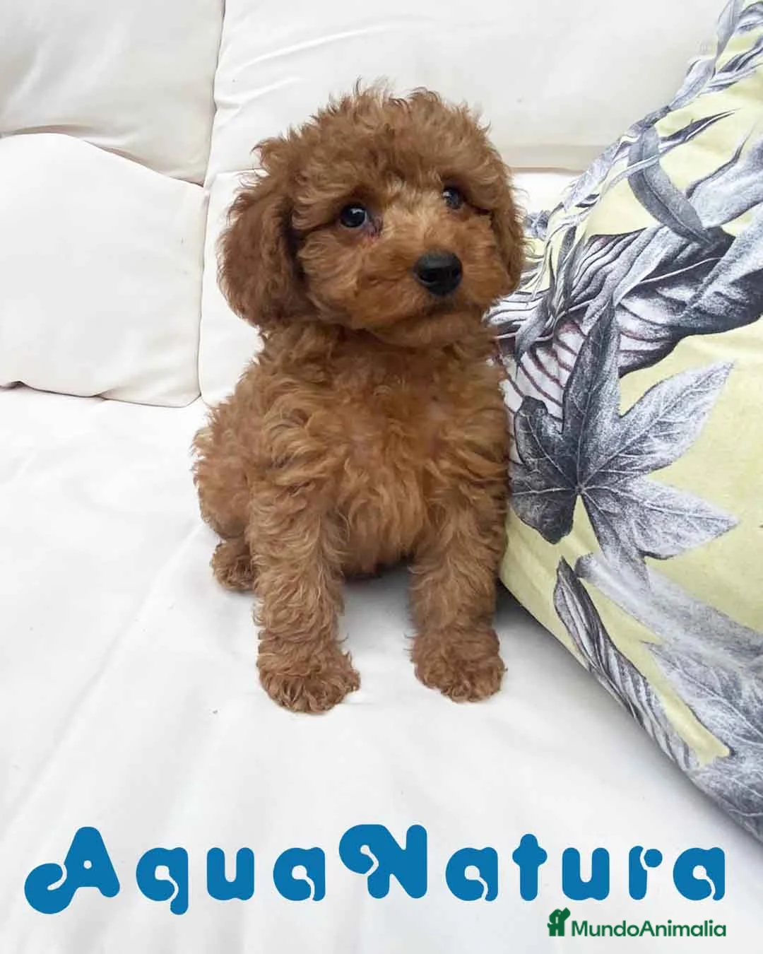 Caniche Mediano perros en venta: Caniche Macho 7353 de Camila - AQUANATURA en Barcelona - Anuncio 5