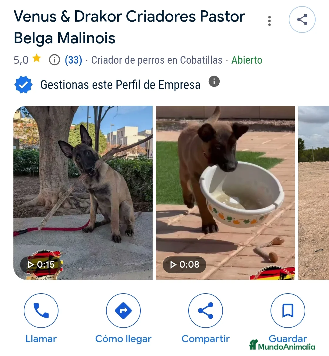 Pastor Belga Malinois perros en venta: Camada Malinois  - Anuncio 5
