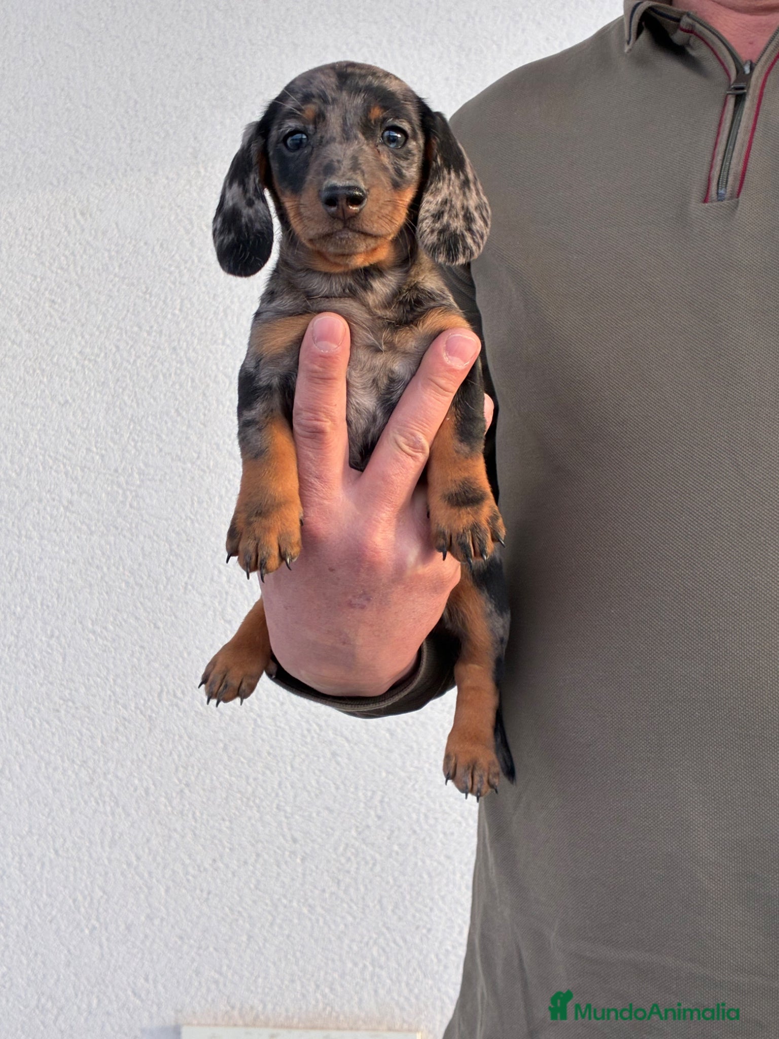 Teckel Miniatura perros Cachorros de Teckel mini - Anuncio 2