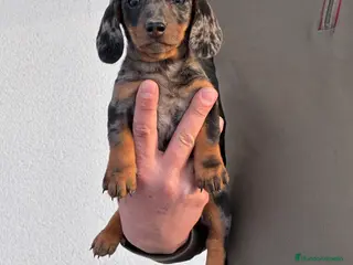 Teckel Miniatura perros Cachorros de Teckel mini - Anuncio 2