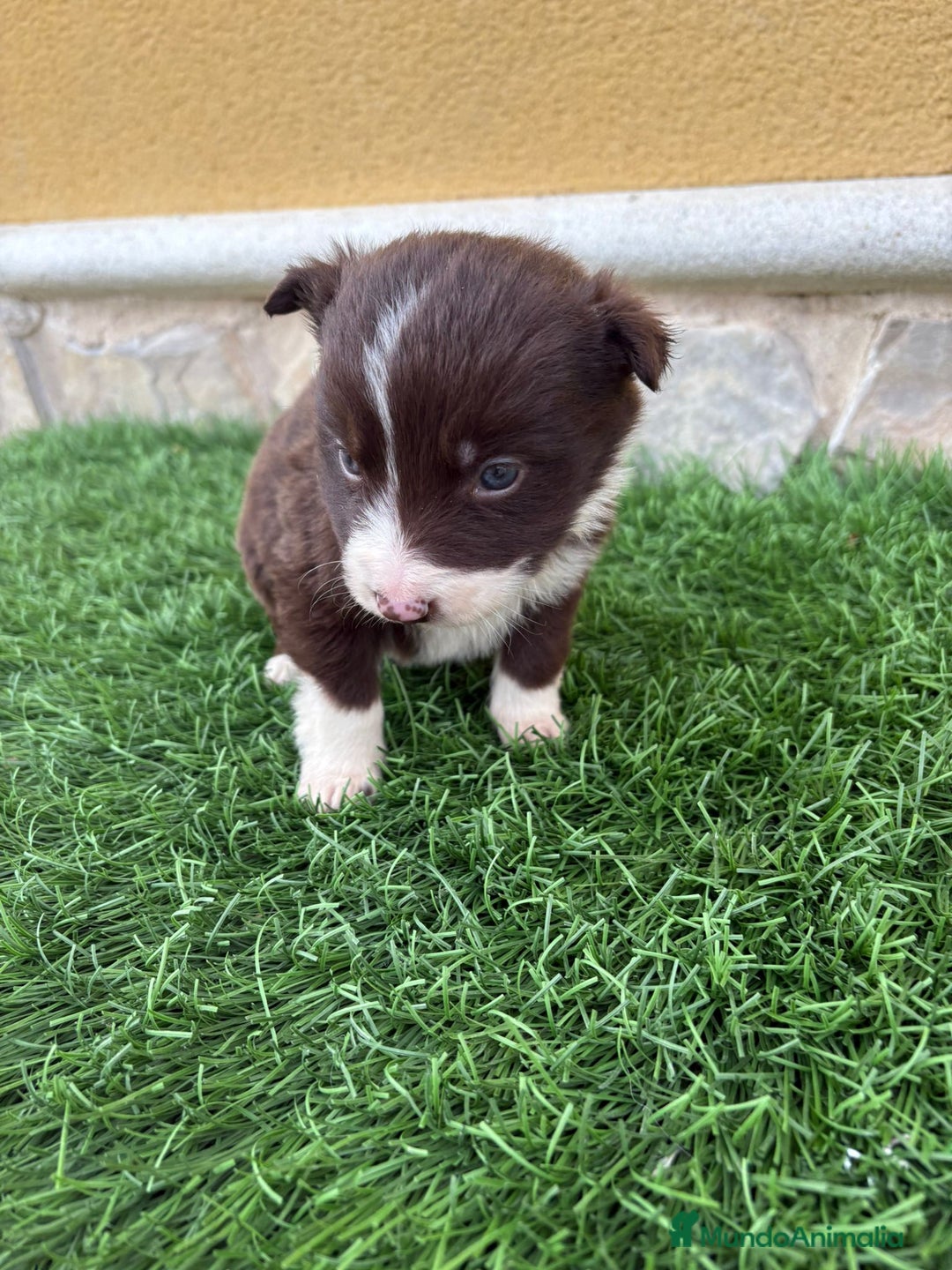 Border Collie perros en venta: Impresionantes Border Collie varios colores  - Anuncio 15