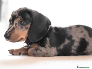 Teckel Miniatura perros en Badajoz - Anuncio 41