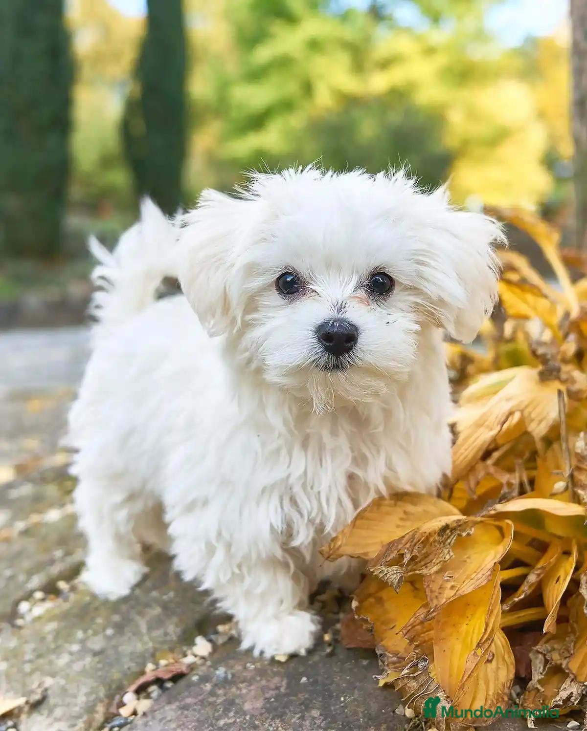 Bichón Maltés perros bichon maltes  - Anuncio 1