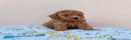 Caniche Toy perros en venta: Caniches toy  - Anuncio 9