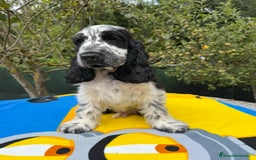 Cocker Spaniel Inglés perros en venta: Excelentes cachorros cocker spaniel ingles - Imagen 2