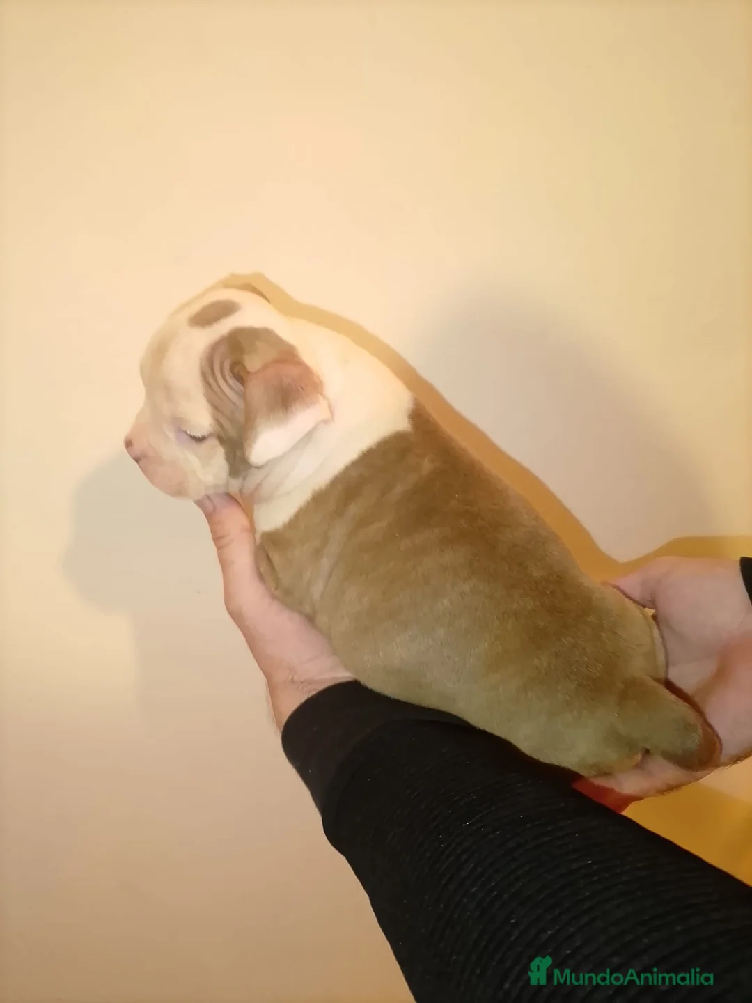 American Bully perros en venta: American bully pocket  - Anuncio 8