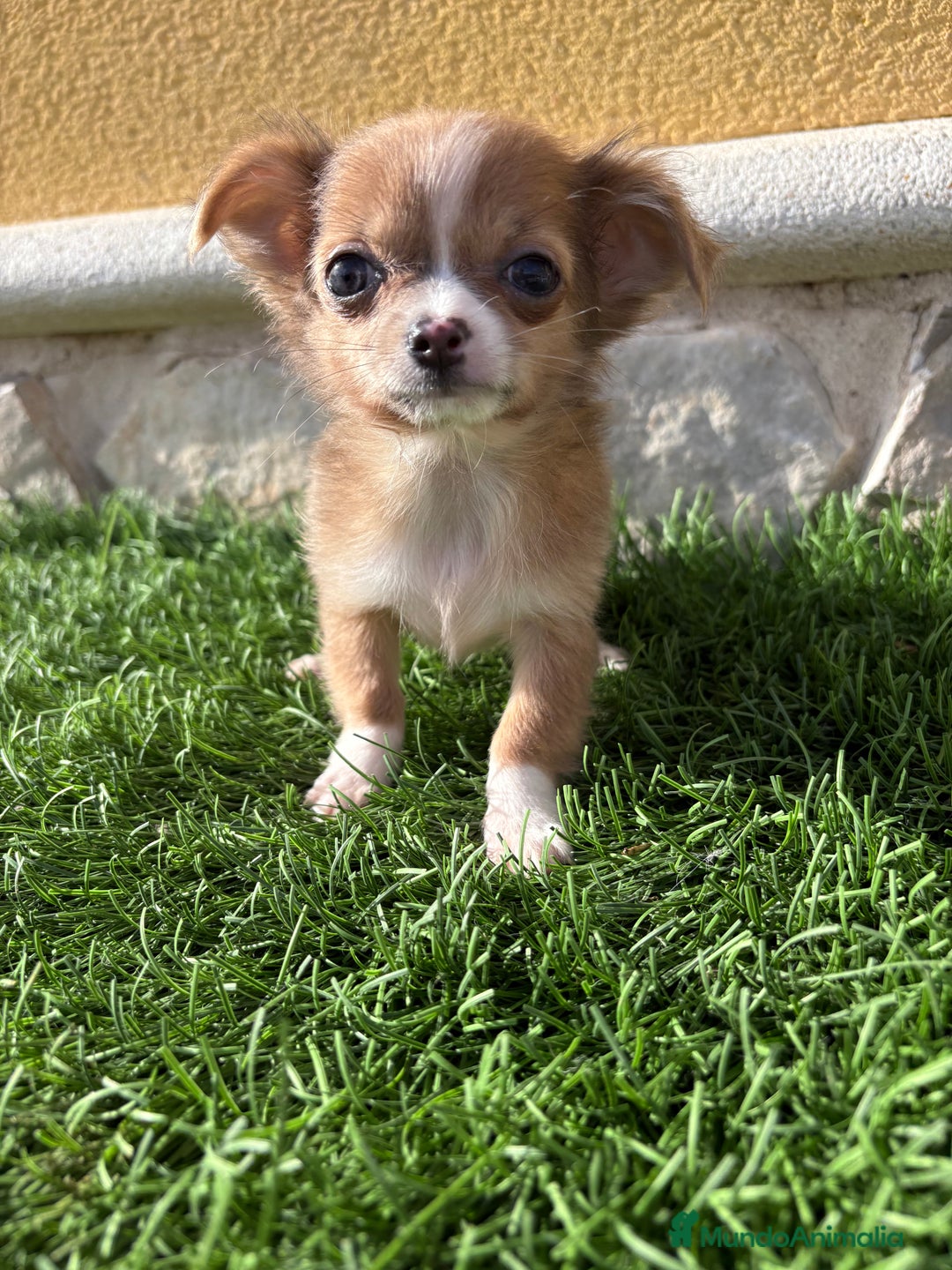 Chihuahua perros en venta: Chihuahua mini Toy pelo largo chocolate - Anuncio 25