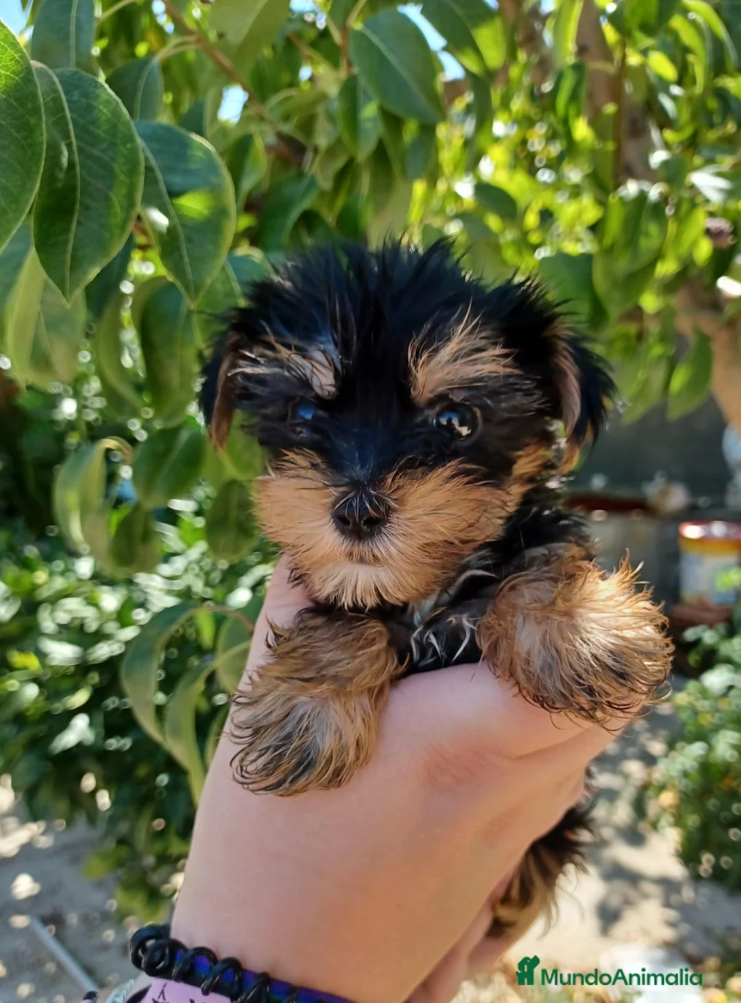 Yorkshire Terrier perros en venta: Yorkshire mini - Anuncio 2