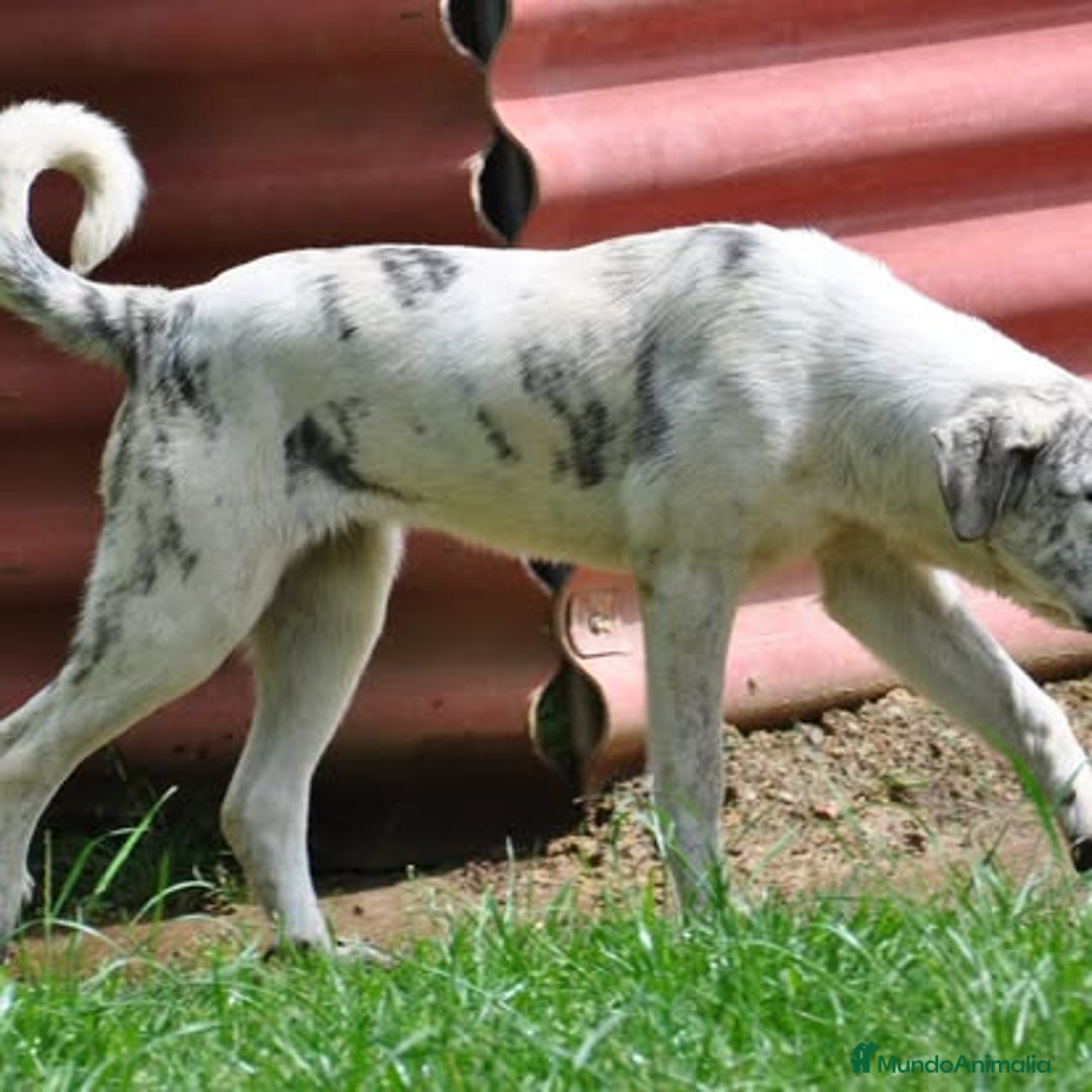 Mastín Español perros en venta: Mastin Español autóctono ganadero - Anuncio 4